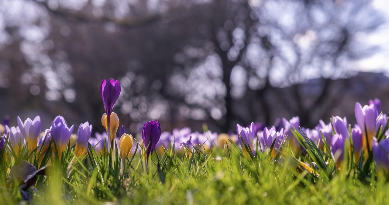 Щоб побачити квітучі килими крокусів, не треба їхати в переповнені туристами Татри, Бескид Маковський також вражає весняною красою /pixabay.com