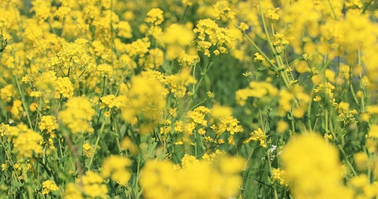 Щоб відновити ґрунт після садового сезону варто сажати рослини-сидерати. Озимий ріпак - ідеальний вибір /pixabay.com