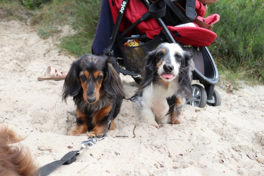 Sherry i Tequila /Karolina Michalik /RMF FM