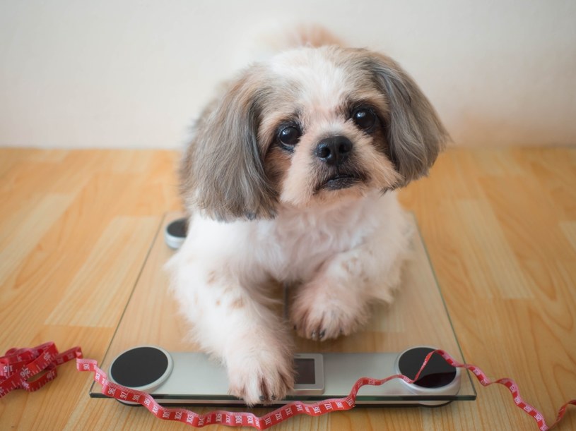 Shih tzu /123RF/PICSEL