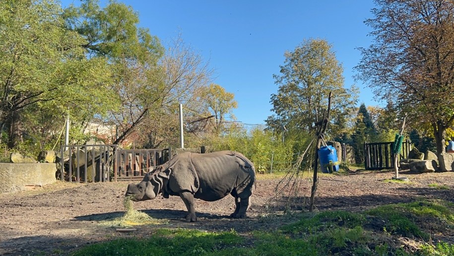 Shikari, samica nosorożca z warszawskiego zoo, świętuje dziś 18. urodziny /Magdalena Grajnert /RMF FM