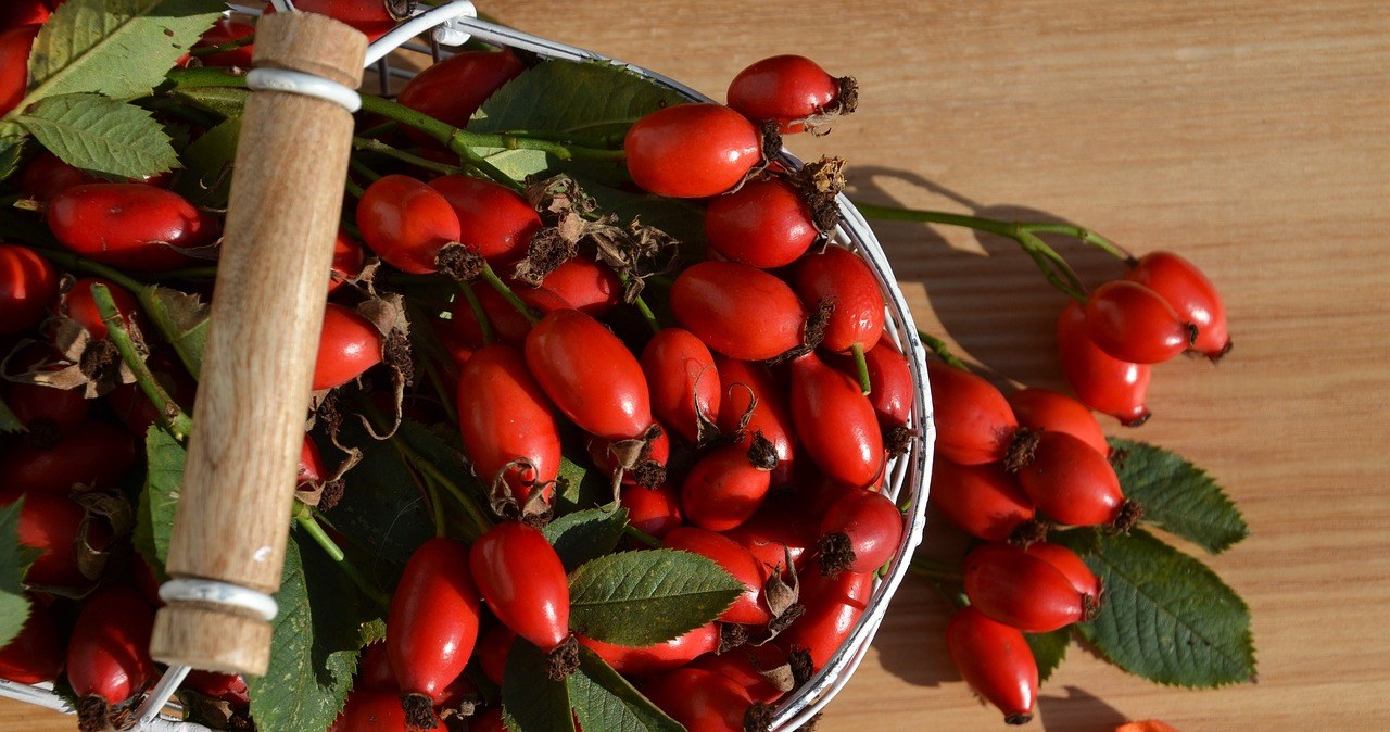 Шипшина - цінний подарунок природи для підтримки здоров’я /pixabay.com