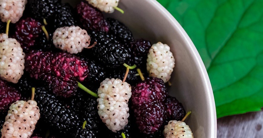 Шовковиця - смачний скарб природи. Вона багата на вітаміни, мінерали, антиоксиданти та харчові волокна /pixabay.com