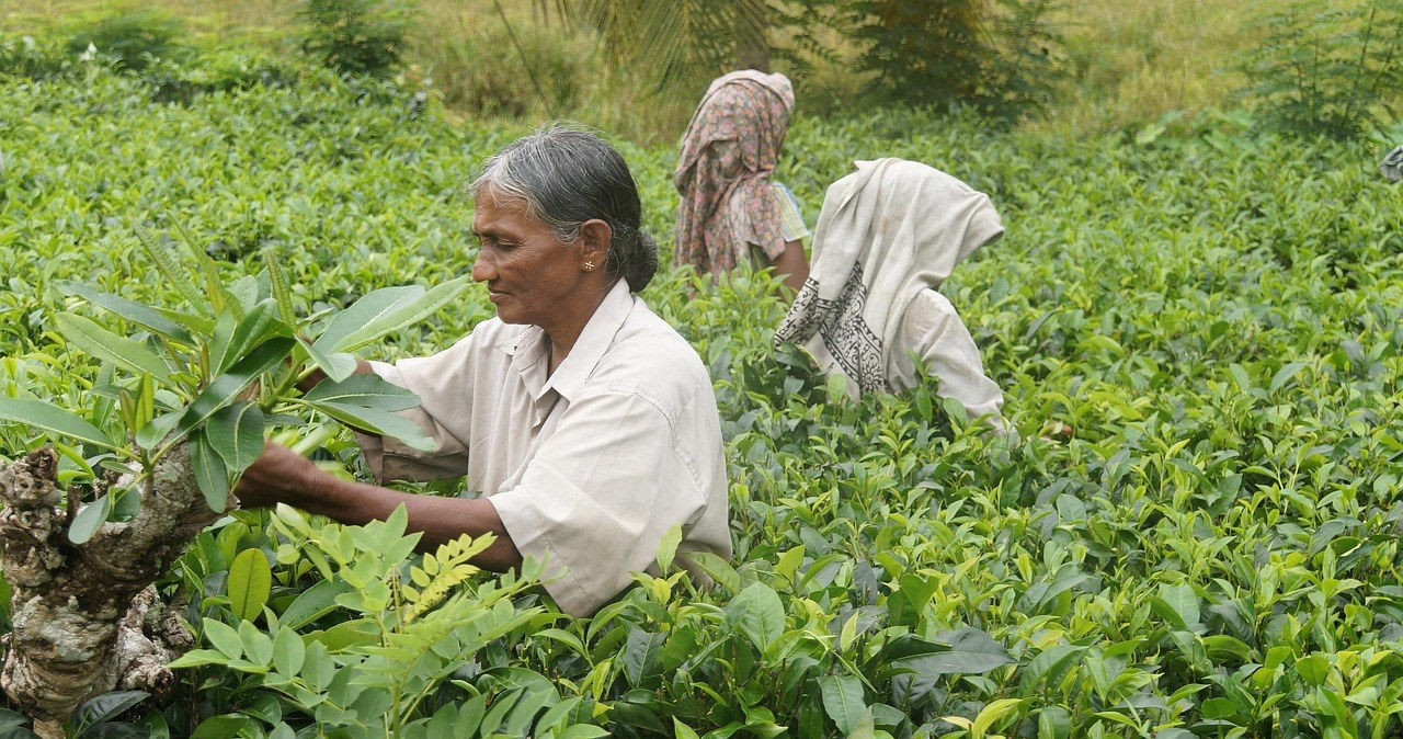 Шрі-Ланка - столиця чаю /pixabay.com