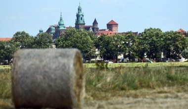 Sianokosy na krakowskich Błoniach 