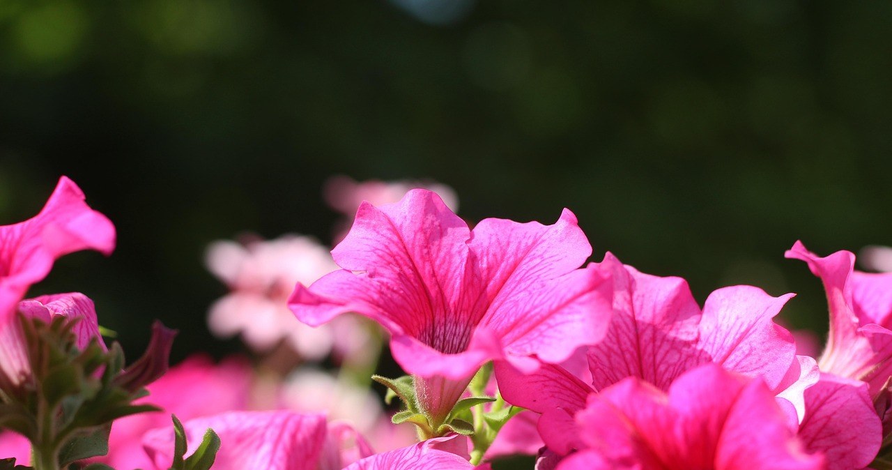 Січень - ідеальний час для посіву петуній /pixabay.com