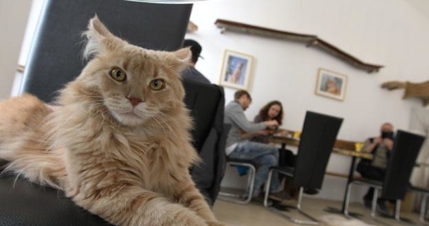 Sieć neuronowa Google nauczyła się rozpoznawać koty /AFP