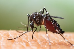Siedem chorób przenoszonych przez komary