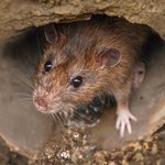 Siedlisko szczurów przy fontannie multimedialnej w Rzeszowie