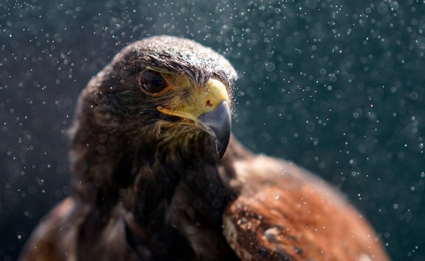 ​Sieje postrach wśród mew. Zrobi porządek na warszawskim osiedlu