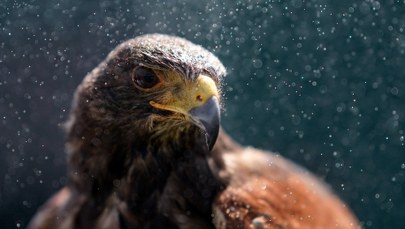 ​Sieje postrach wśród mew. Zrobi porządek na warszawskim osiedlu