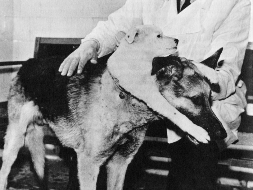 Siergiej Briuchonienko zdobył w świecie nauki radzieckiej sławę i uznanie jako pierwszy lekarz w ZSRR, który przeprowadził operację na otwartym sercu. Został za to odznaczony w roku 1965 Nagrodą Leninowską. O setkach psów, które straciły życie w jego eksperymentach neurobiologicznych, nie pamięta nikt