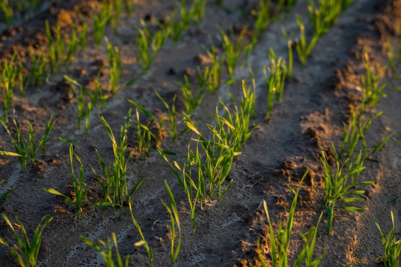 Siew trawy jesienią. Następczyni lata gwarancją miękkiego, gęstego i soczyście zielonego dywanu