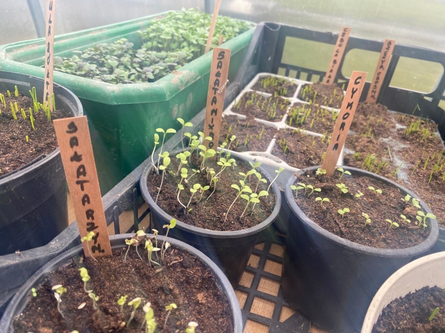 Siewki w doniczkach w szklarni p. Agnieszki /Magdalena Grajnert /RMF FM