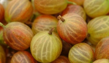 Сік з цих ягід допомагає знизити температуру, корисний для суглобів та знімає стрес