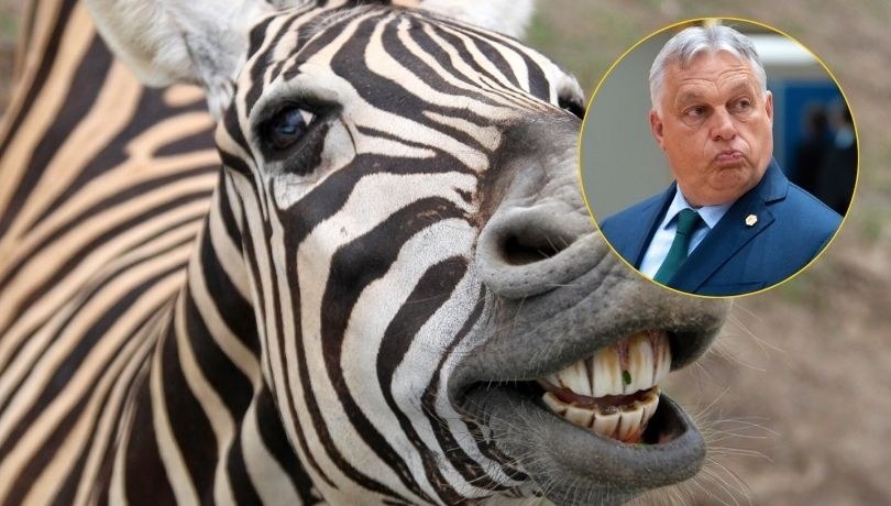 Sikorski pyta Orbana o zebry. Polityczne zoo na europejskich salonach /Shutterstock