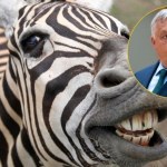 Sikorski pyta tygrysa Europy: Zebry Orbana, rekiny Iwaniszwilego, strusie Janukowycza