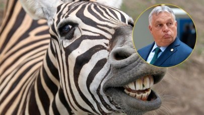 Sikorski pyta tygrysa Europy: Zebry Orbana, rekiny Iwaniszwilego, strusie Janukowycza