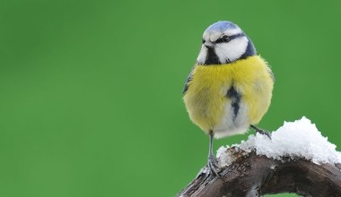 Sikory robią gniazda z papierosów. To ich sposób na pasożyty