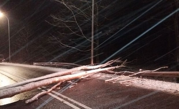 Silny wiatr na północy Polski: Przewrócone drzewa blokowały ulicę w Gdańsku 