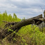 Silny wiatr. Strażacy interweniowali prawie 1,5 tys. razy