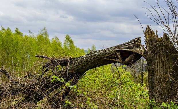 Silny wiatr. Strażacy interweniowali prawie 1,5 tys. razy