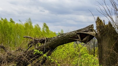 Silny wiatr. Strażacy interweniowali prawie 1,5 tys. razy