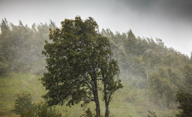 Silny wiatr w Polsce. Zamknięto m.in. gdańskie cmentarze i zoo