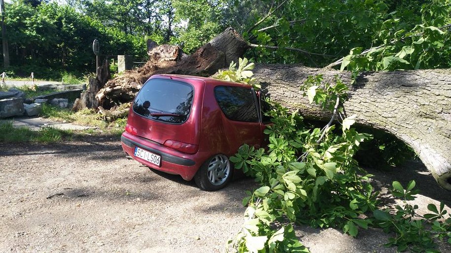 Simoradz k. SKOCZOWA Kasztan przewrócil sie na samochod /Kamil Drożdż /Gorąca Linia RMF FM