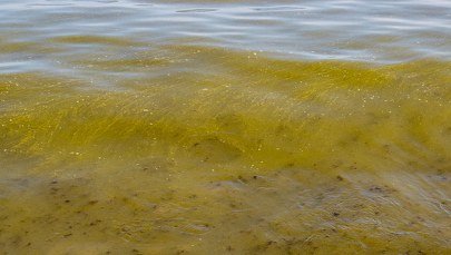 Sinice na jedenastu kąpieliskach nad morzem w Zatoce Gdańskiej