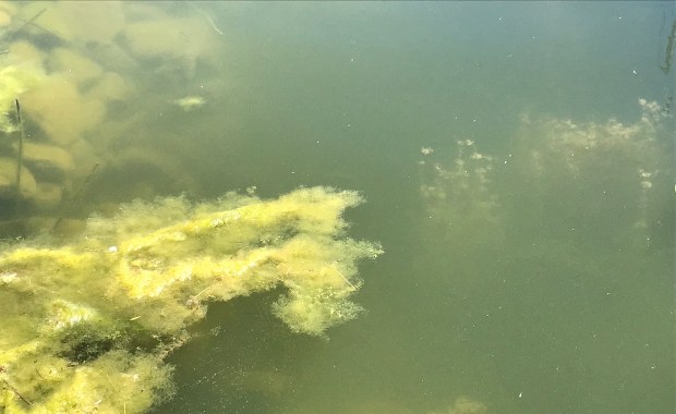 ​Sinice w kolejnych kąpieliskach na Mazowszu