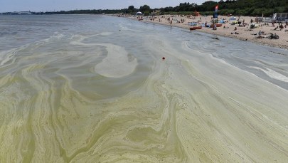 Sinice w morzu. Kolejne kąpieliska z zakazem wchodzenia do wody