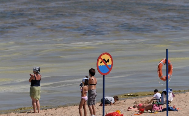 Sinice w natarciu. "Sam widok jest nieprzyjemny"