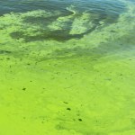 Sinice zmorą Bałtyku. Dlaczego są niebezpieczne dla człowieka?