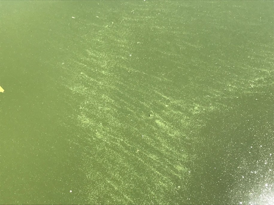 Sinice /Piotr Bułakowski /RMF FM