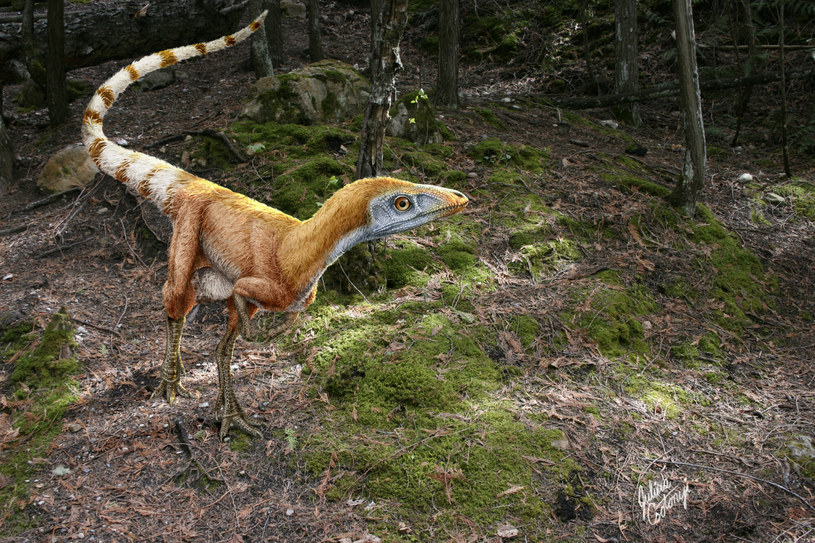 Sinosauropteryx - według najnowszych badań to właśnie tak wyglądał ten gatunek /JULIUS T CSOTONYI /East News