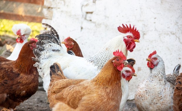 Siódme ognisko rzekomego pomoru drobiu w woj. lubelskim