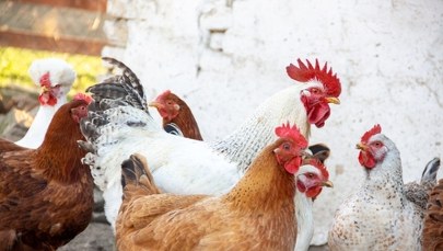 Siódme ognisko rzekomego pomoru drobiu w woj. lubelskim