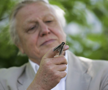 Sir David Attenborough będzie uczył dzieci w BBC 