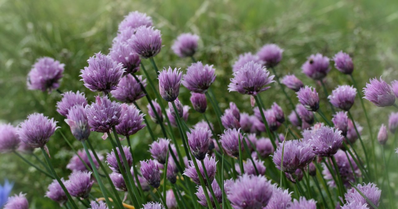 Сірка, що міститься в часнику, - природний ворог борошнистої роси та чорної плямистості /pixabay.com