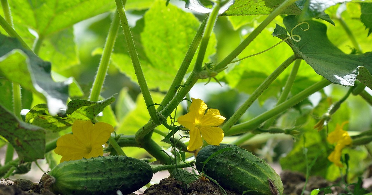 Сійте це поруч з огірками. Такого гарного врожаю більше не буде ні у кого в окрузі /pixabay.com