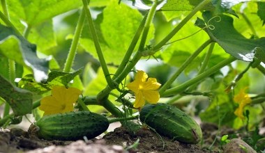 Сійте це поруч з огірками. Такого гарного врожаю більше не буде ні у кого в окрузі