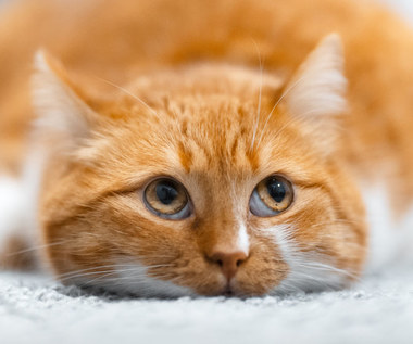 Skąd bierze się nadwaga u kota? Czym może grozić?