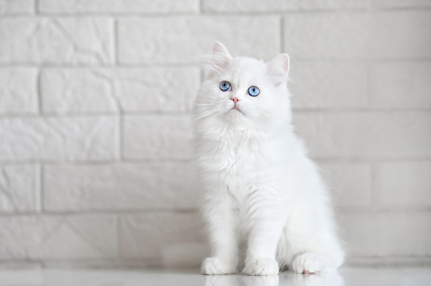 Skąd pochodzą białe koty? /Shutterstock