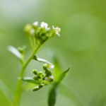 Skąd rośliny wiedzą, kiedy kwitnąć?