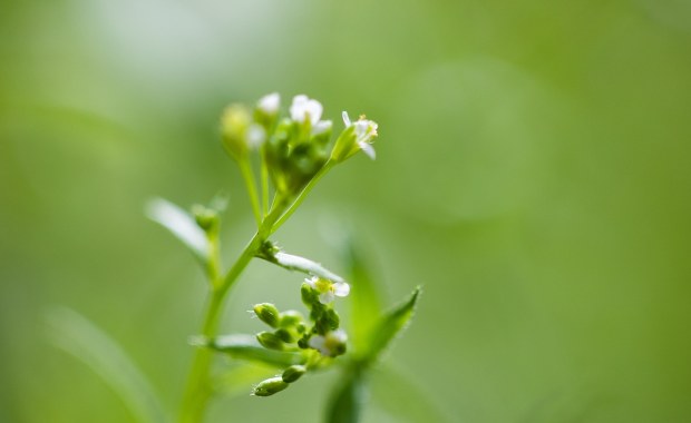 Skąd rośliny wiedzą, kiedy kwitnąć?