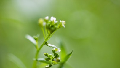 Skąd rośliny wiedzą, kiedy kwitnąć?