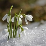 Skąd rośliny wiedzą, że zima się skończyła? Mają niezwykły dar