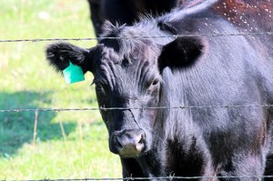 Skąd się wzięły szalone krowy? Czy mogą zagrażać zdrowiu i życiu ludzi? 