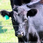 Skąd się wzięły szalone krowy? Czy mogą zagrażać zdrowiu i życiu ludzi? 